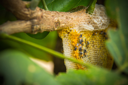 bee Homeの写真素材