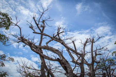 Tree of skyの写真素材