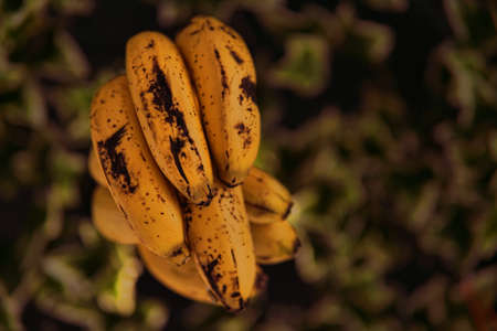 Yellow banana hanging.の写真素材