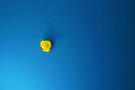 Yellow ducklings with isolated blue background.の写真素材