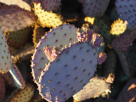 Purple Prickly Pear Cactus