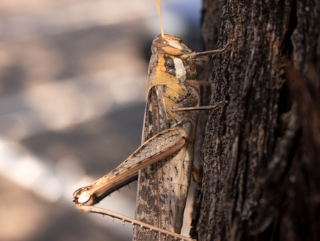 Arizona Grasshopperの写真素材