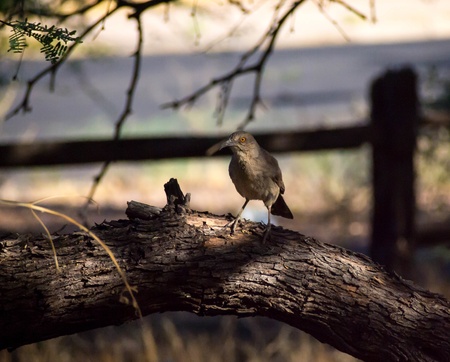 Bendire s Thrasherの写真素材