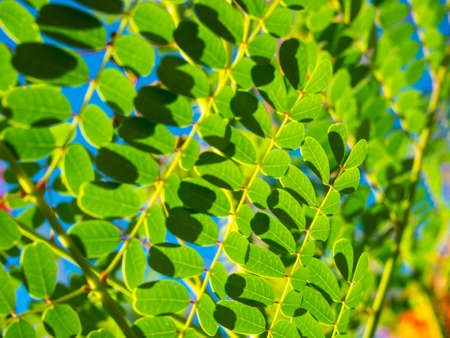 Curtain of leaves の写真素材