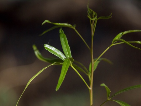 New Eucalyptus Leavesの写真素材