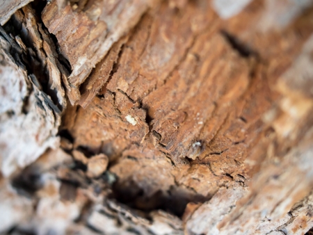 Fresh Mesquite Woodの写真素材