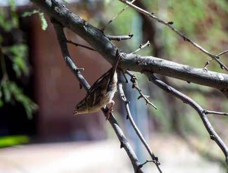 Sparrow Staring の写真素材