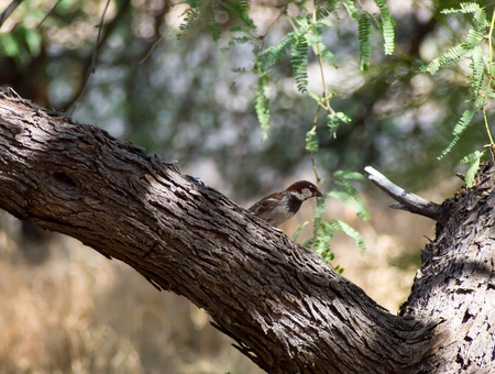 Male Sparrowの写真素材