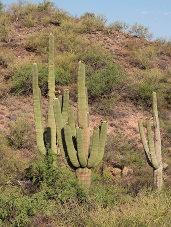 Desert Landscape with Saguaro Cactiの写真素材