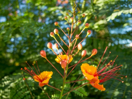 Praying Mantis on Bird of Paradise Flowerの写真素材