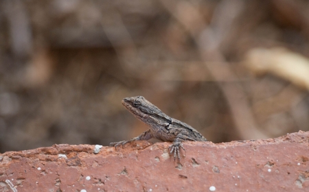 Elegant Earless Lizardの写真素材