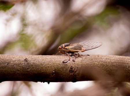 Cicada on a Branchの写真素材