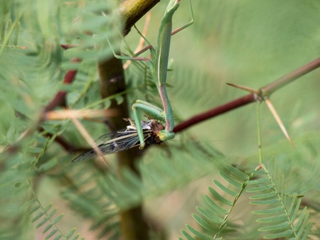 Praying Mantis Eating A Cicadaの写真素材