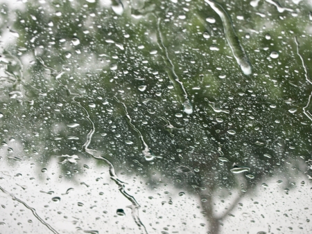 A Tree Through The Rainの写真素材