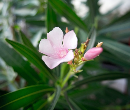 Pink Oleander Flowerの写真素材