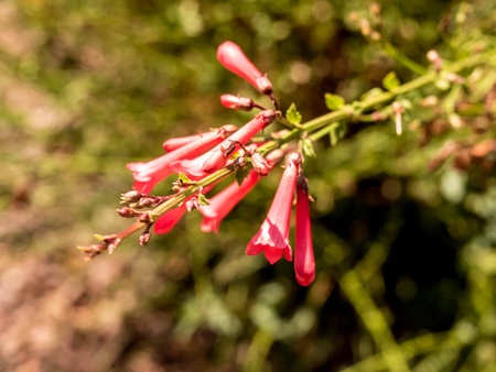 Delicate Red Flowersの写真素材