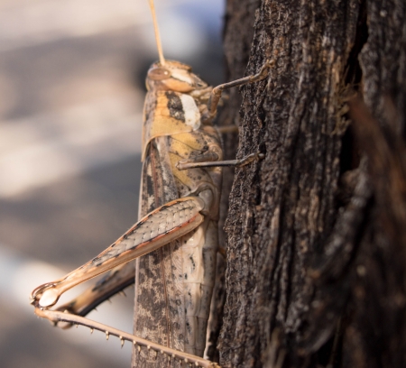 Large Grasshopperの写真素材