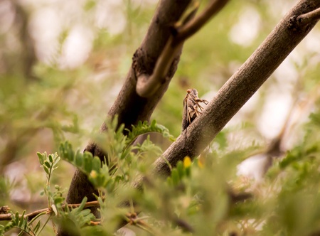 Cicada on a Branchの写真素材