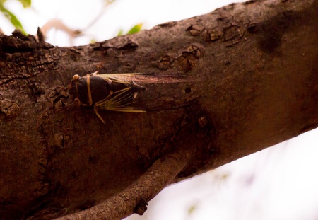 Cicada on a Branchの写真素材