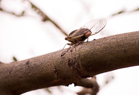 Cicada on a Branchの写真素材