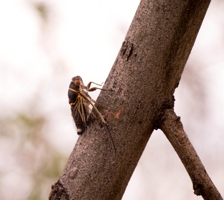 Cicada on a Branchの写真素材