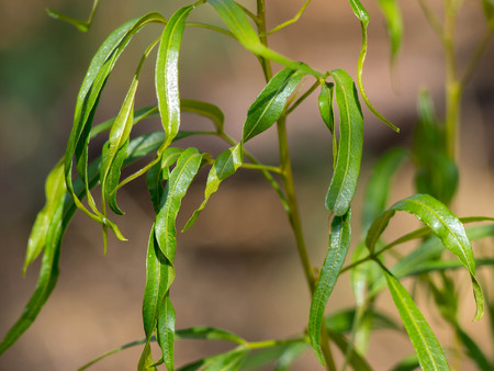 New Eucalyptus Leavesの写真素材
