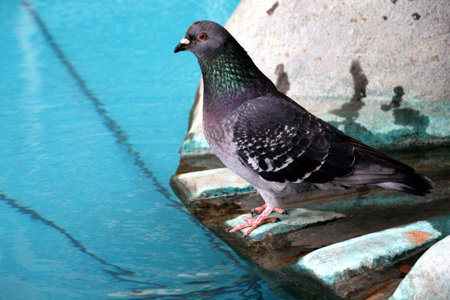 Pigeons in London Town Centreの写真素材