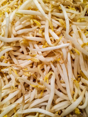Bean Sproutsの写真素材