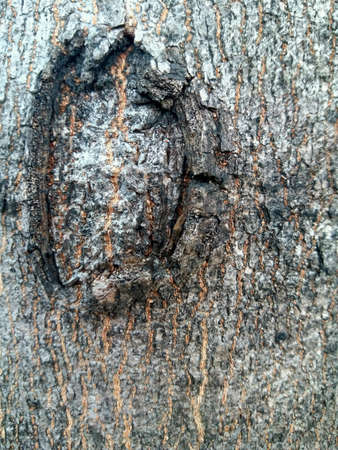 Wood eyes with brown tree bark