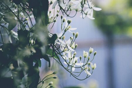 Clematis flammula plant with white petalsのeditorial素材