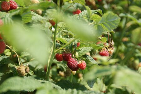 raspberries red berry on a branchのeditorial素材