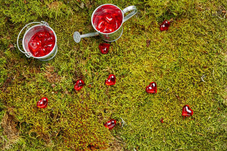 Green background of forest moss with tin bucket, can and spilled red heartsの写真素材