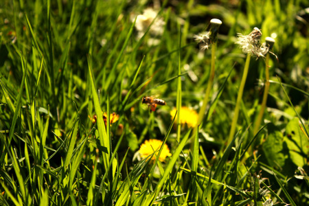 fresh green grassの写真素材