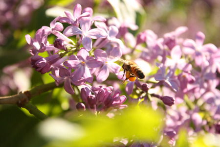spring lifeの写真素材