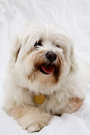 White Dogの写真素材