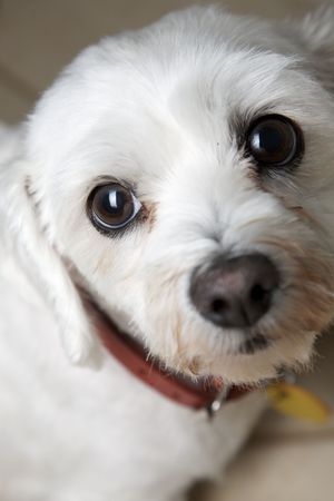 White puppy dog with eyes in focus