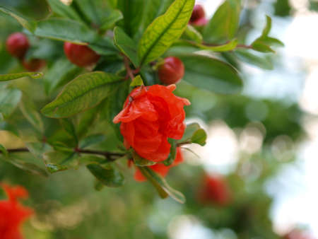 Plant in the botanical gardenの写真素材