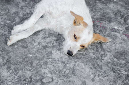 a pity dogの写真素材