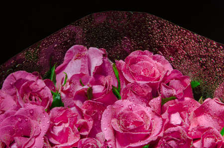 Pink rose blossomの写真素材