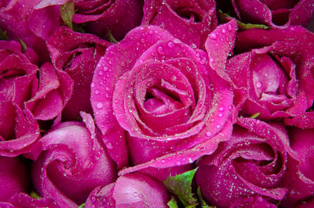 Pink rose blossomの写真素材