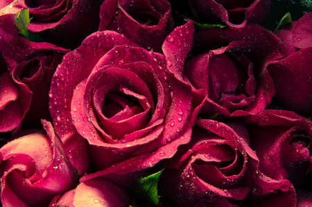 Pink rose blossomの写真素材
