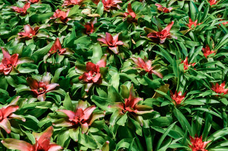 Bromeliads flower の写真素材