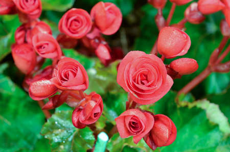 Begonia flowerの写真素材