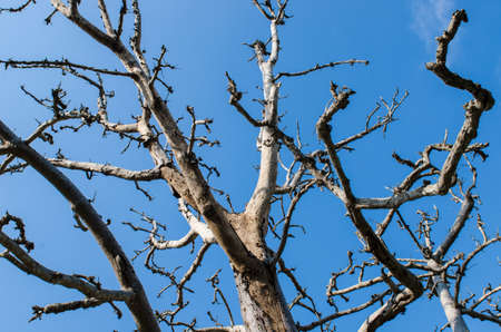 Big tree in the forest closeupの写真素材