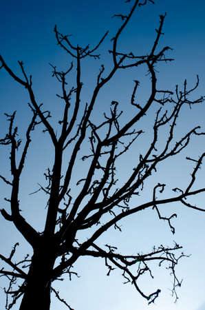 Silhouettes Big tree in the forest closeupの写真素材