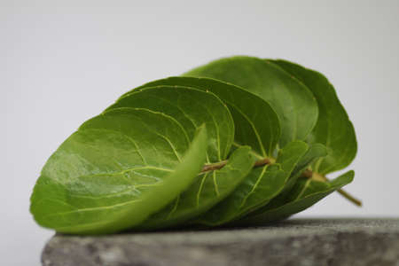 round leafの写真素材