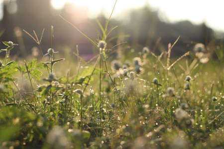 sunrise grass の写真素材