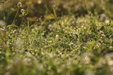 morning grassの写真素材