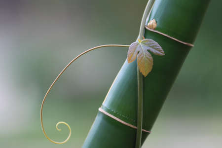 leaf on bambooの写真素材