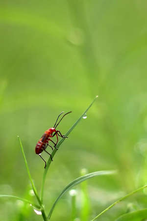 orange insectの写真素材